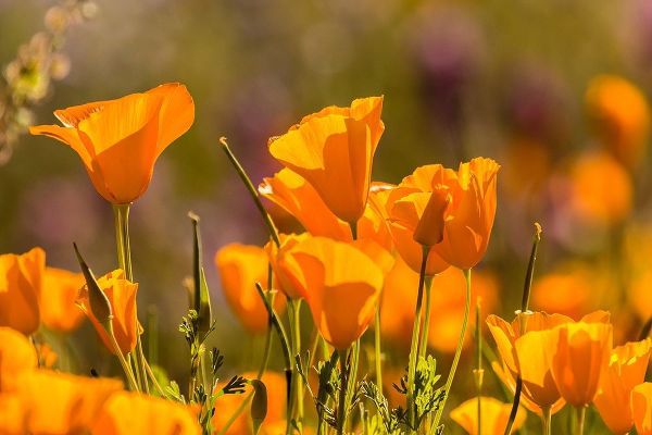 Arizona-Peridot Mesa California poppies in bloom